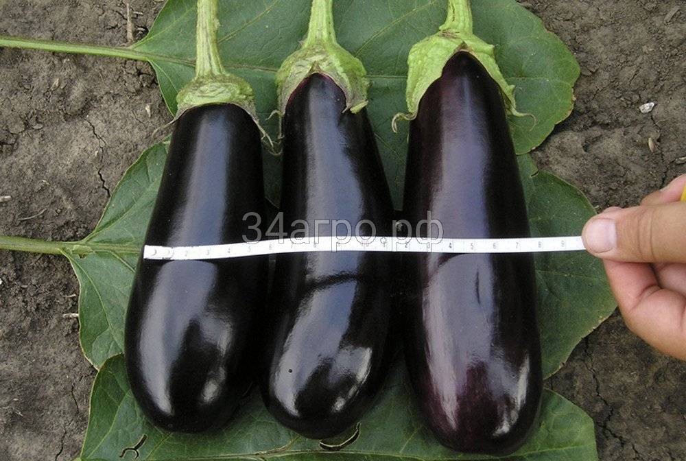 Баклажан Фабина F1 100 семян