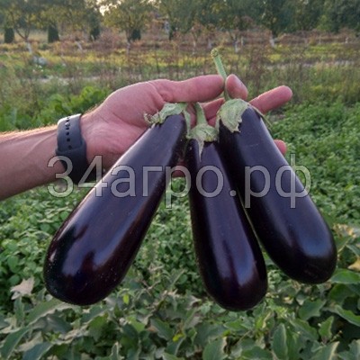 Баклажан Казимир F1 50 семян