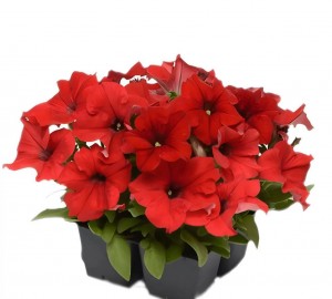 Петуния грандифлора Из Ридер Ред 100 драже