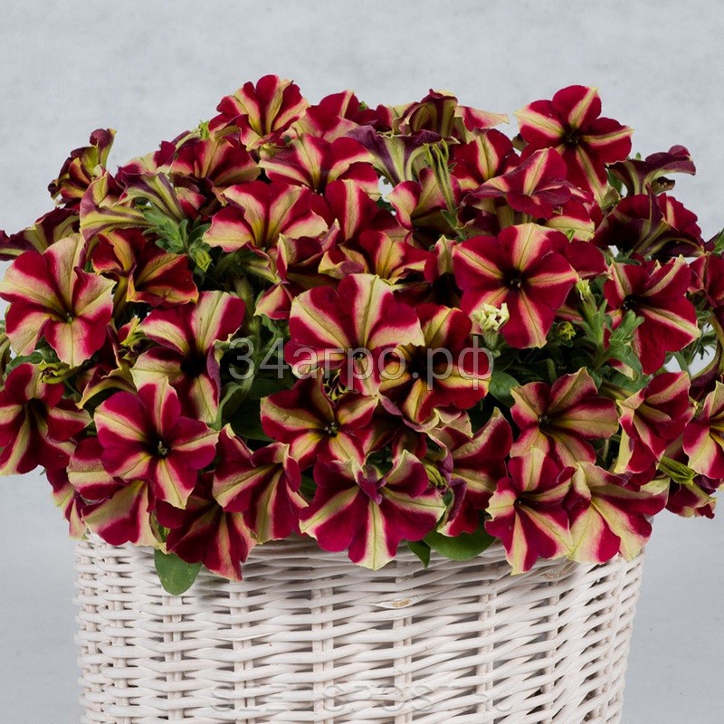 Петуния мультифлора Май Джой Еллоу Бронз Ред 100 драже