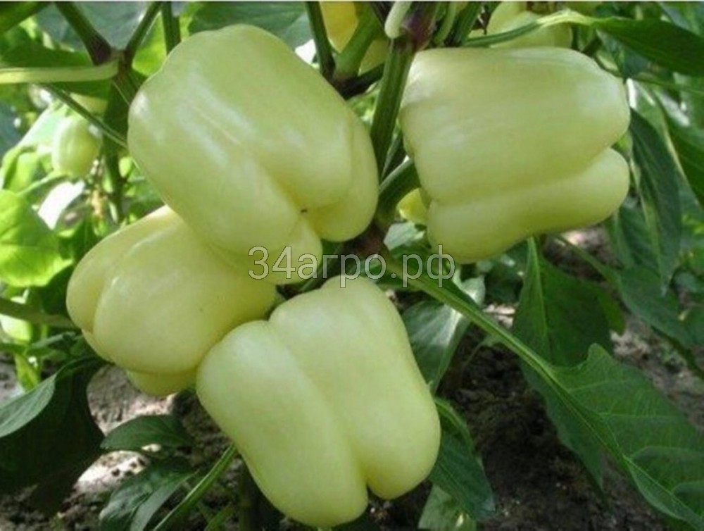 Перец сладкий Беладонна F1 10 семян