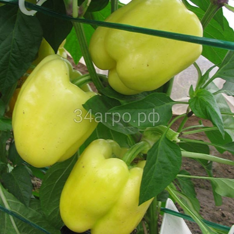 Перец сладкий Беладонна F1 25 семян