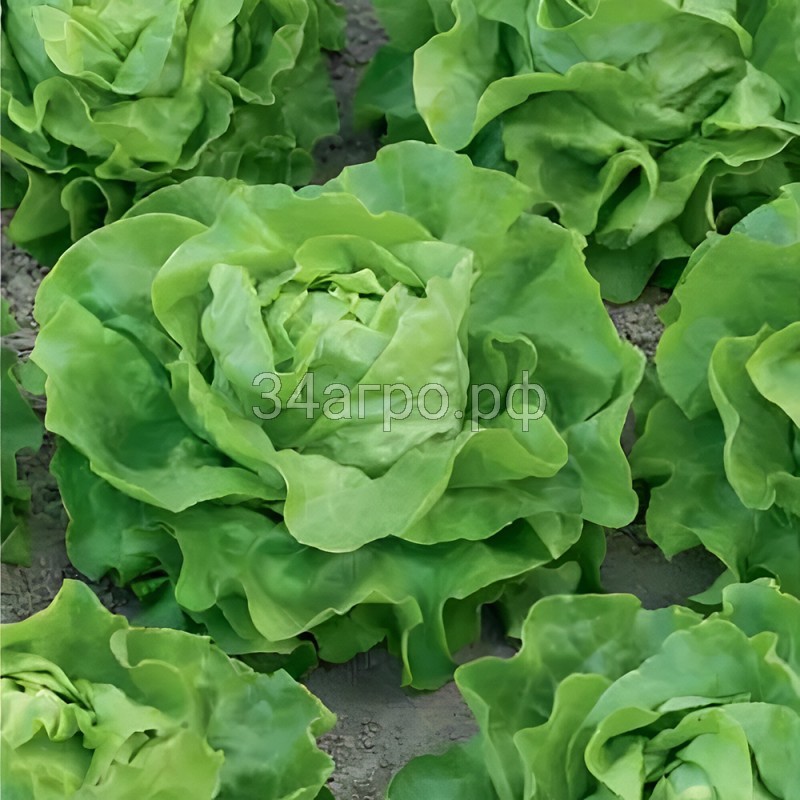 Салат Аттракцион 100 гр