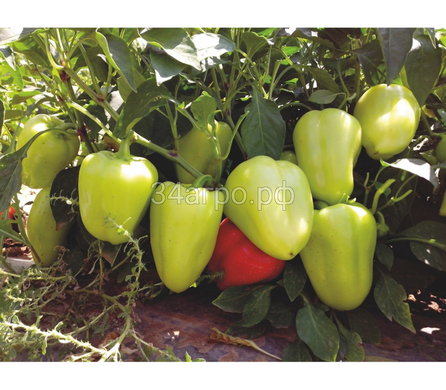 Перец сладкий Анетта F1 25 семян