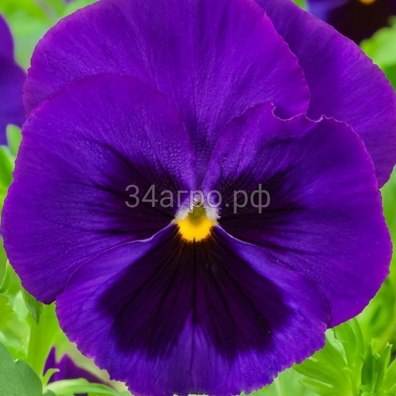 Виола крупноцветковая Экстрада Блю виз Блотч 100 семян