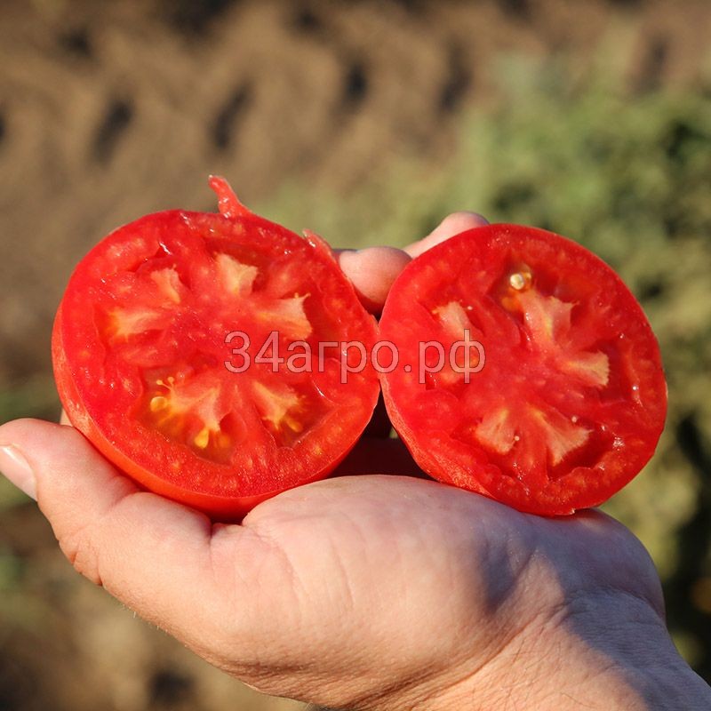 Томат Йолнар F1 100 семян