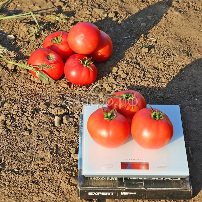 Томат Йолнар F1 25 семян