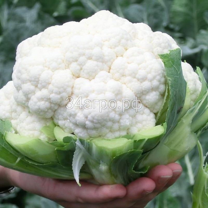 Капуста цветная Абени F1 25 семян