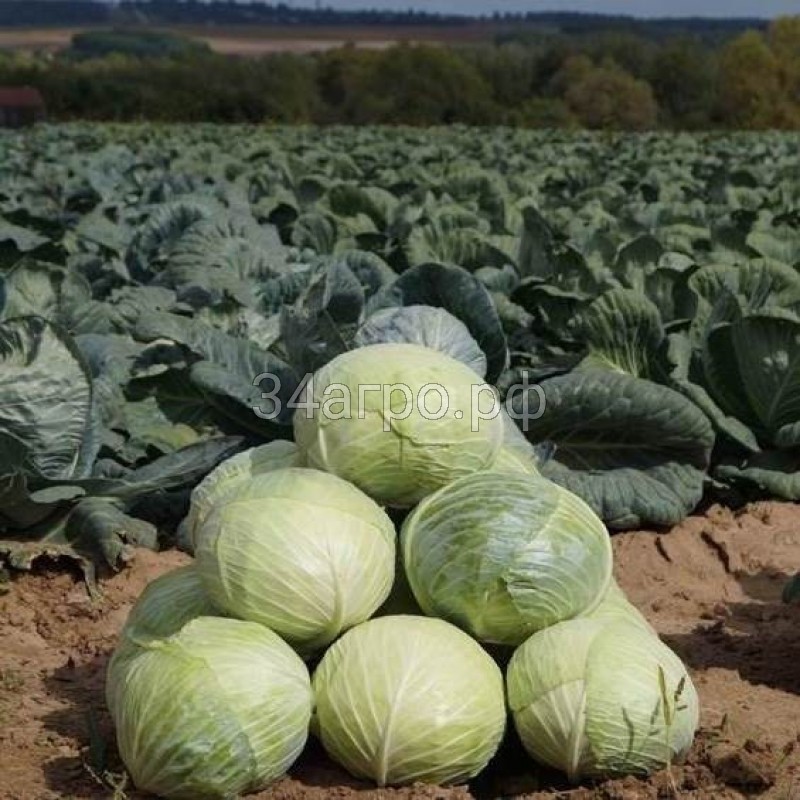 Капуста белокочанная Ларсия F1 50 семян