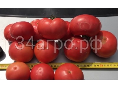 Томат АВ-530 F1 1000 семян