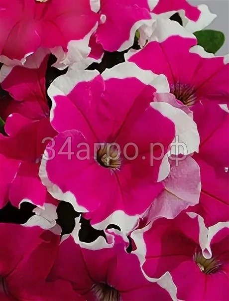Петуния грандифлора Лимбо Джи Пи Роуз Пикоти 100 драже