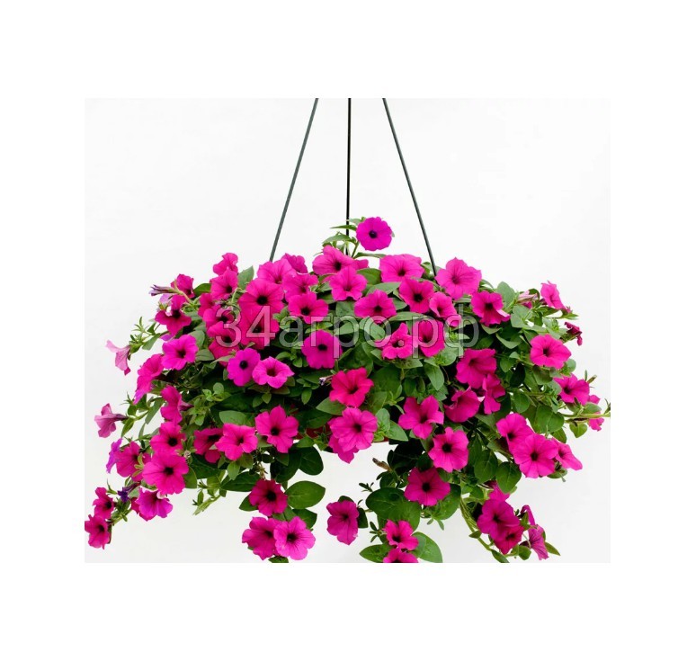 Петуния почвопокровная Гарден Бьюти 100 драже