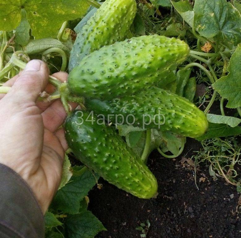 Огурец Мурашка F1 100 семян
