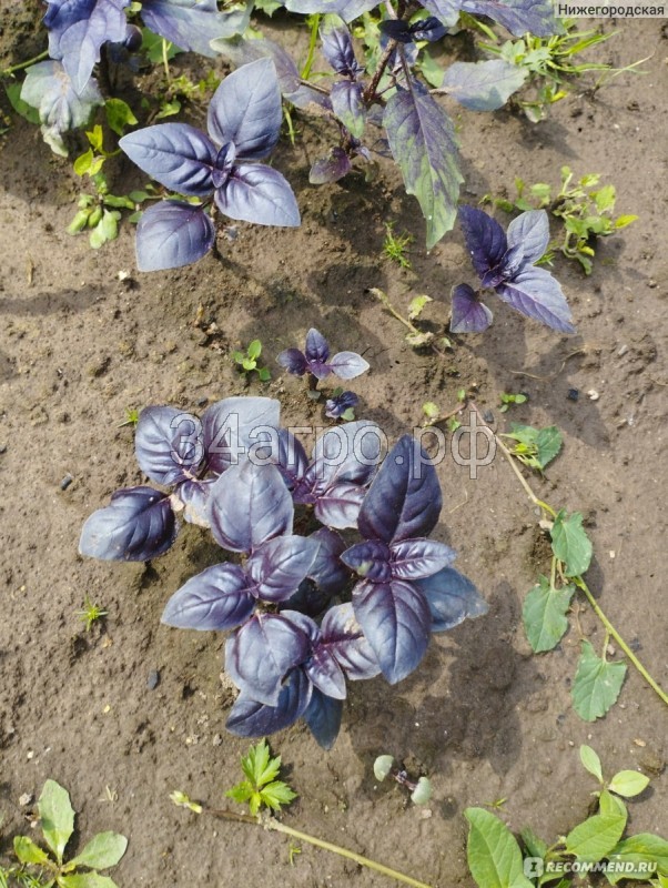 Базилик Крымчанин 20 гр