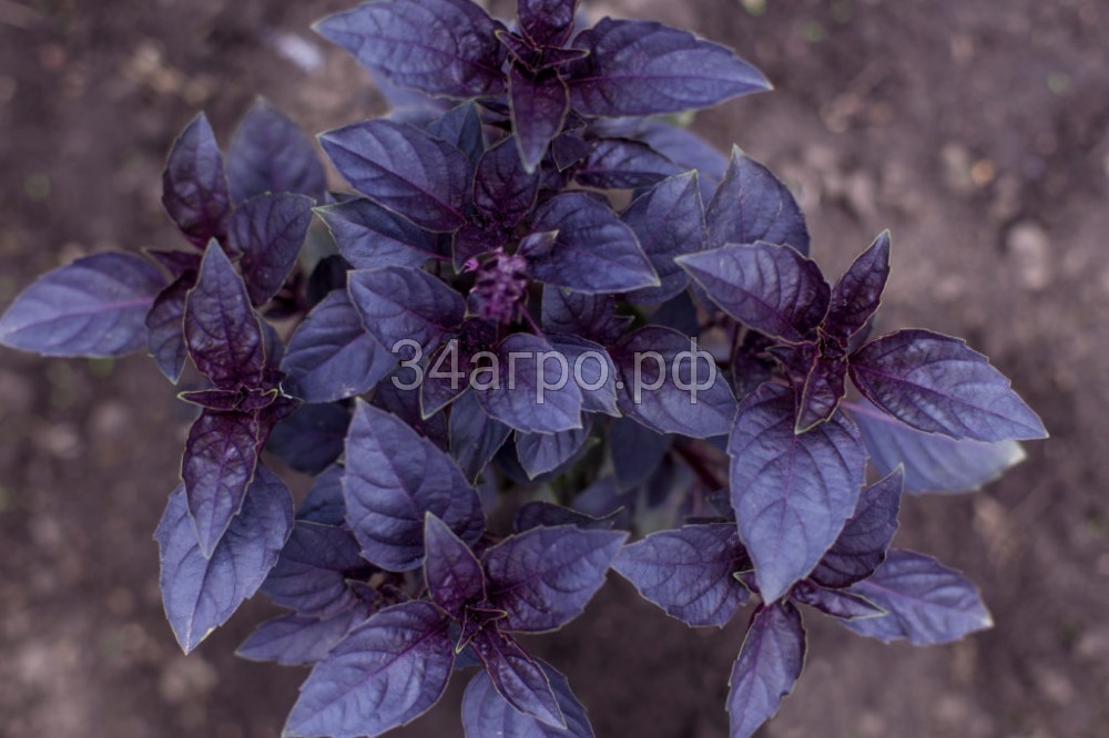 Базилик Маркус 1 кг