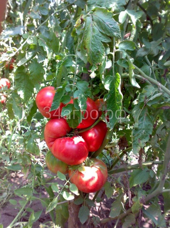 Томат Розовый гигант 5 гр