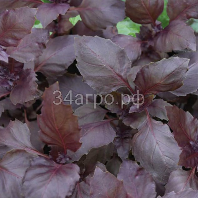 Базилик Пурпурные звезды 20 гр