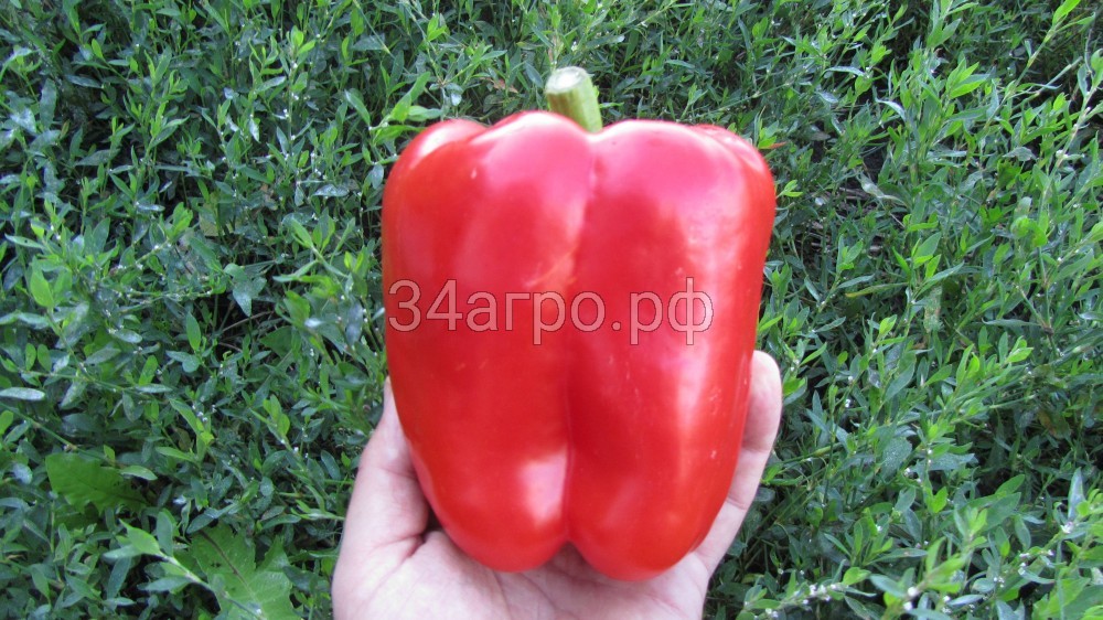 Перец Геракл 10 гр