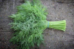 Укроп Супер Дукат 500 гр.