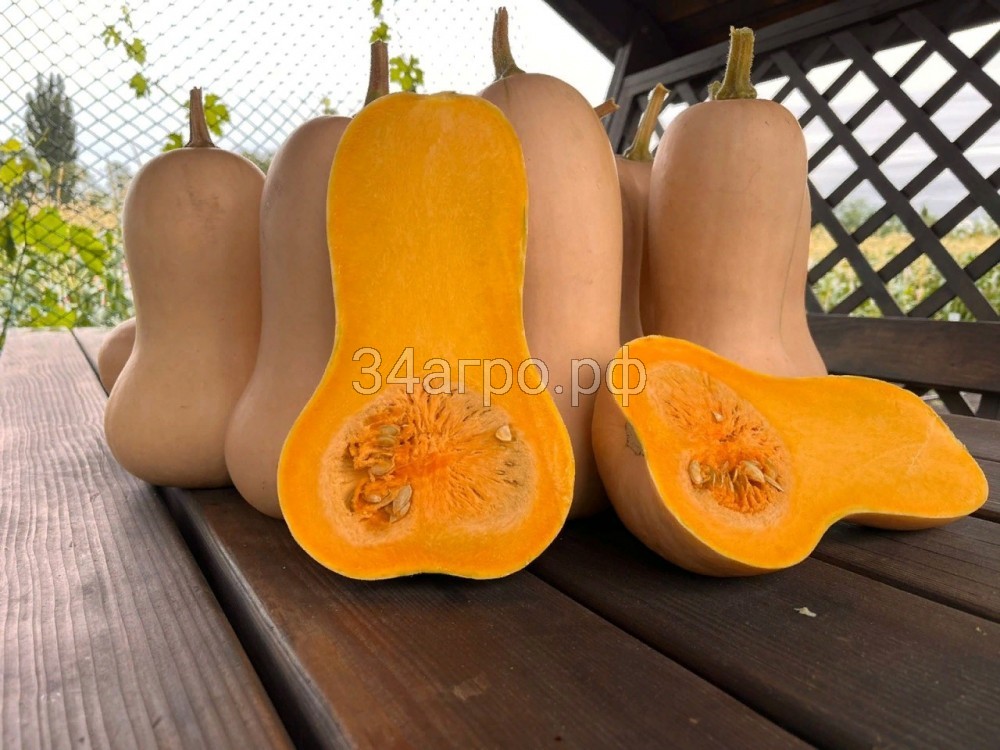 Тыква Бетта (BTG-11312) F1 50 семян