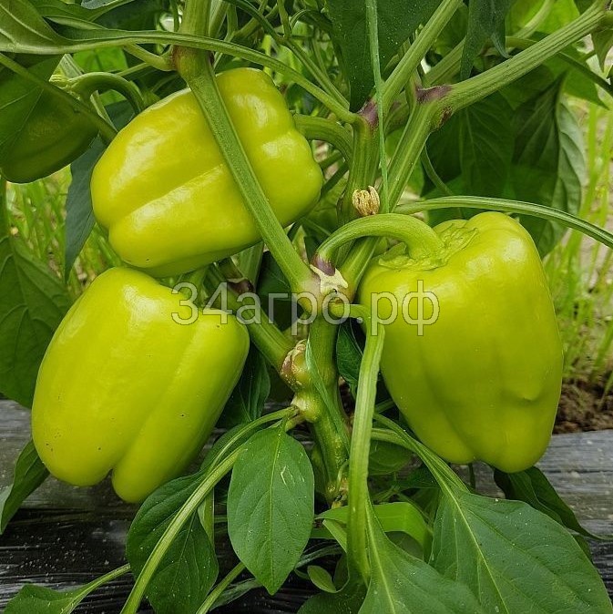 Перец сладкий Эксито F1 50 семян