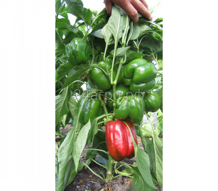 Перец сладкий Геркулес F1 10 семян