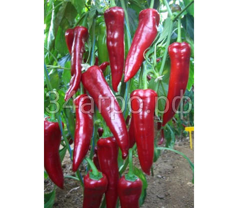 Перец сладкий Армагеддон F1 50 семян