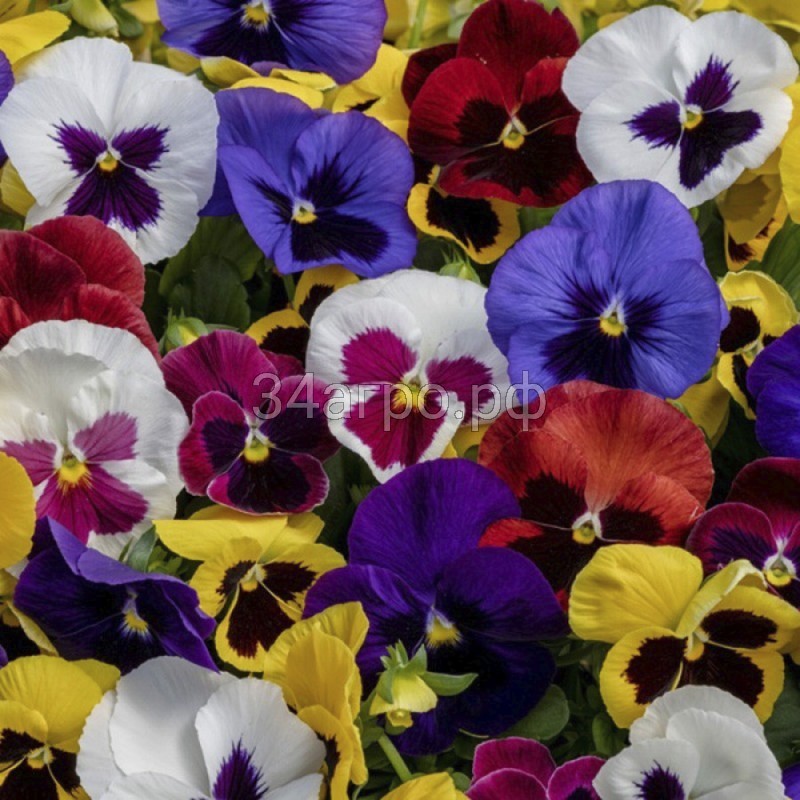Виола крупноцветковая Экстрада F1 Микс 100 семян