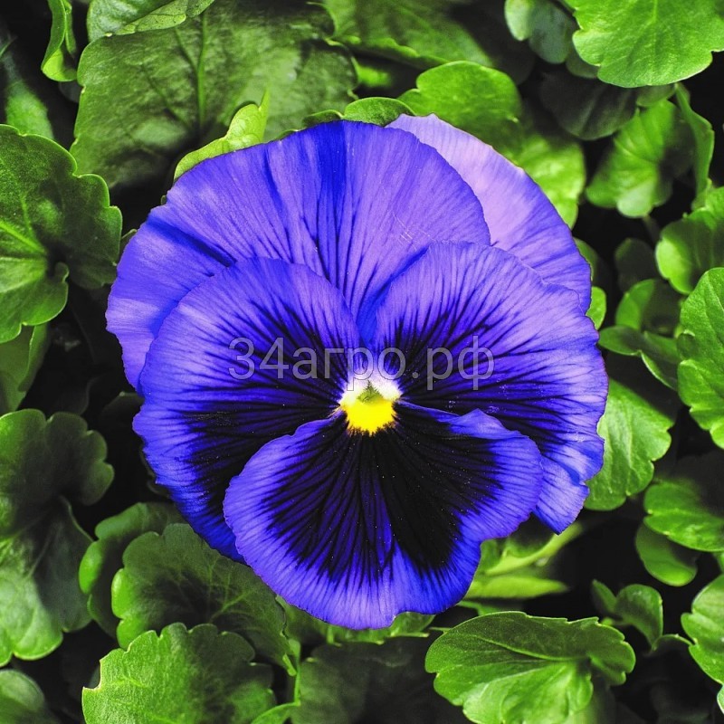 Виола Фризл Сизл Блю 100 семян