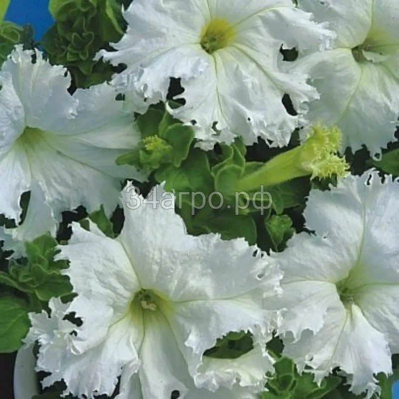 Петуния грандифлора фимбриата Крайкови завой 100 драже