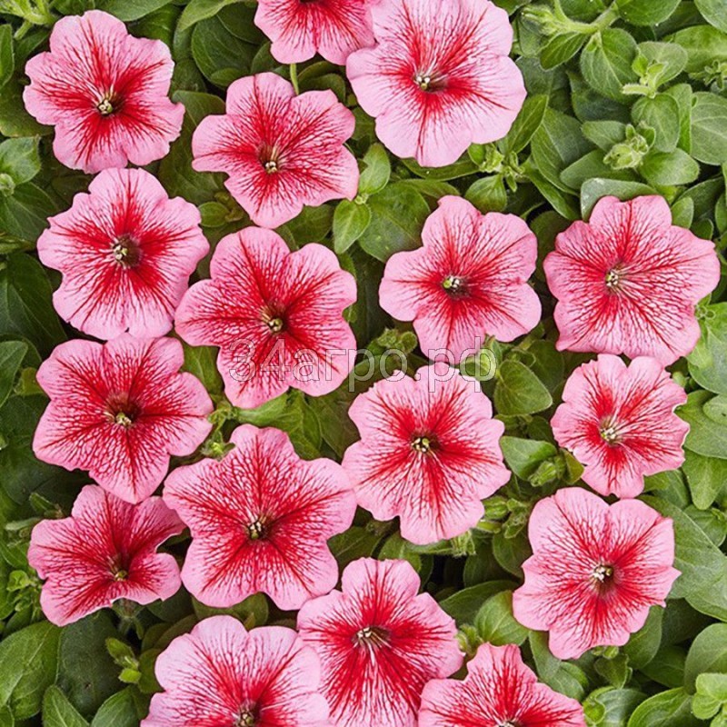 Петуния минифлора Карлик Красная с прожилками 100 драже