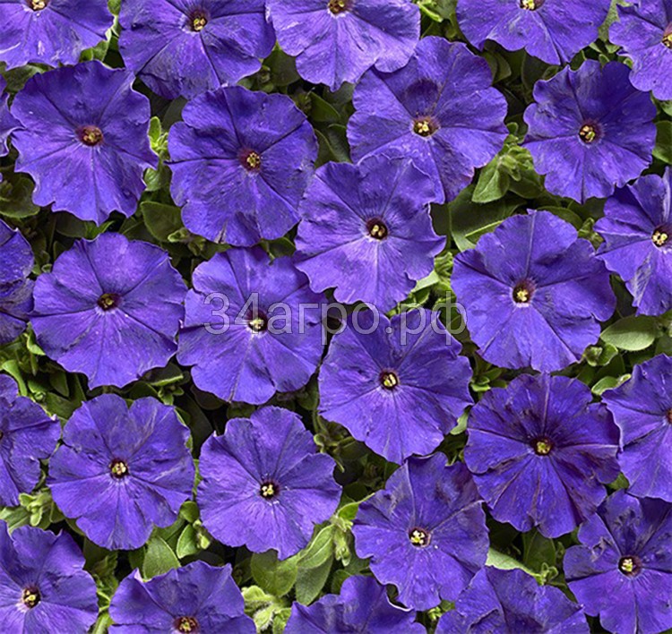 Петуния минифлора Карлик Синяя 100 драже