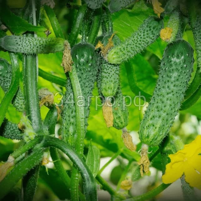 Огурец Новатор F1 250 семян