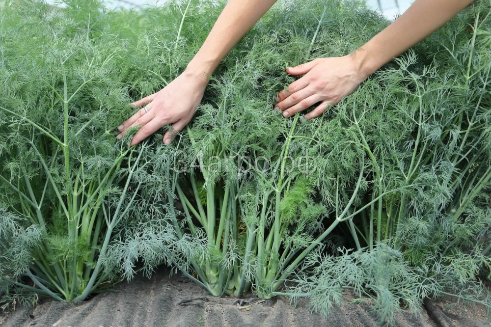 Укроп Аллигатор 25 гр.