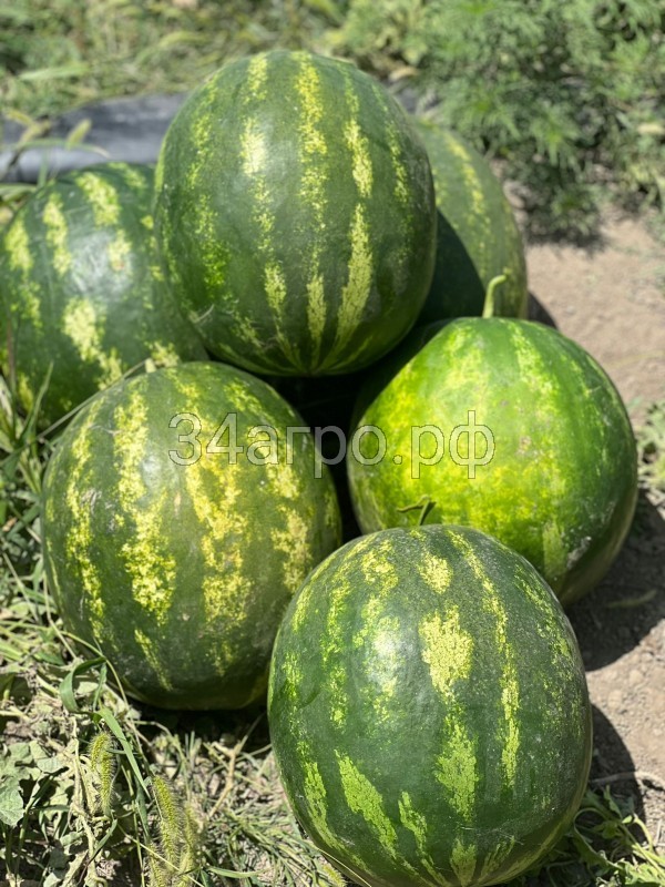 Арбуз Алисон F1 50 семян