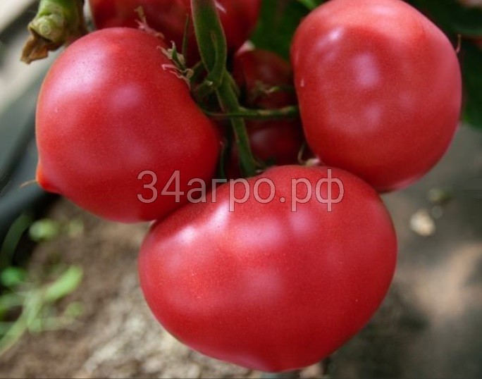 Томат Астериус F1 10 семян