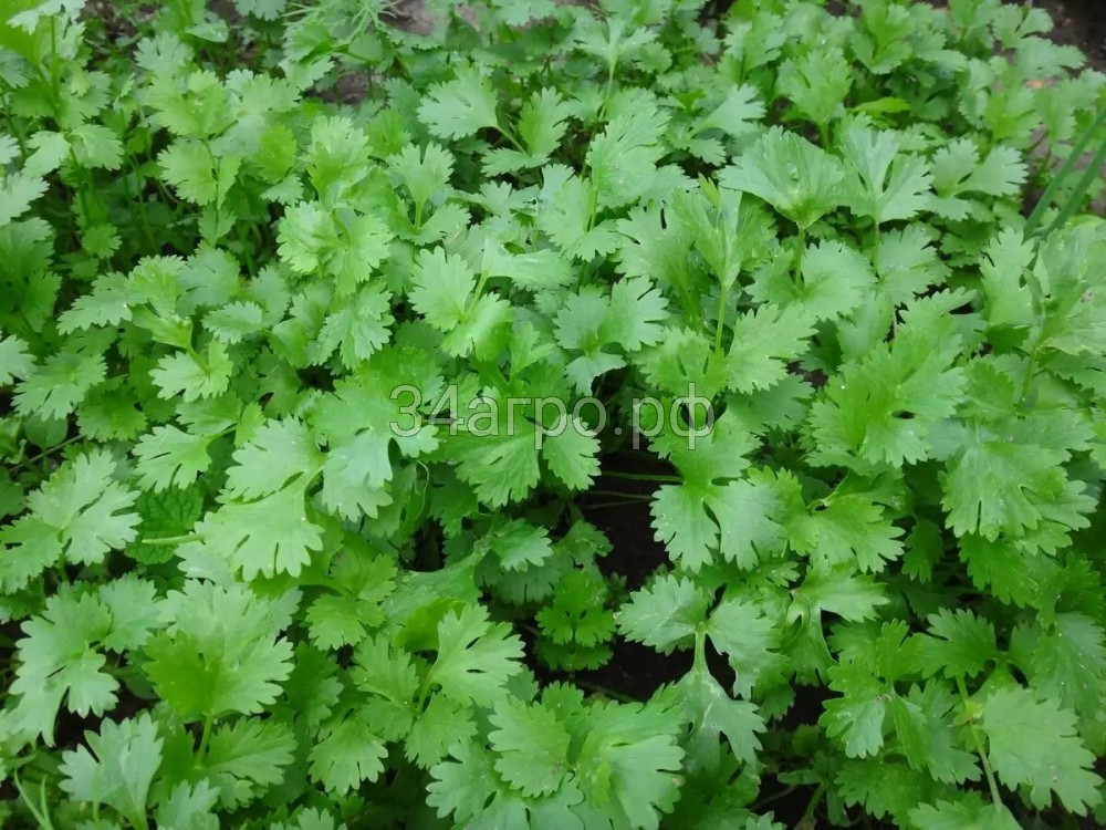 Кориандр Армянский 50г