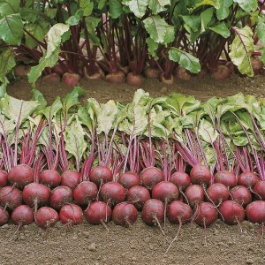 Свекла Пабло F1 10 гр.