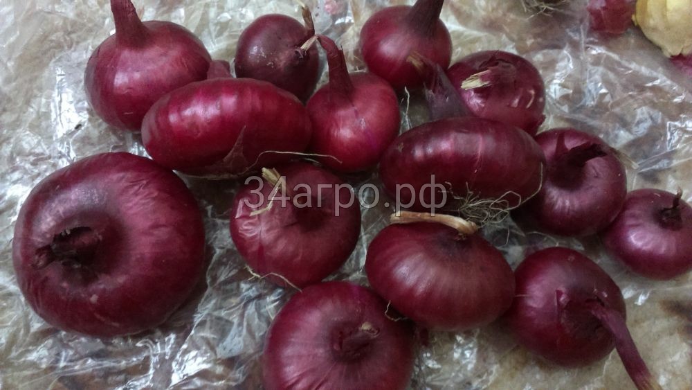 Лук Ялтинский красный 500г