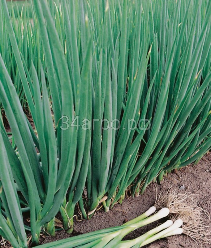 Лук батун Русский зимний 500гр.