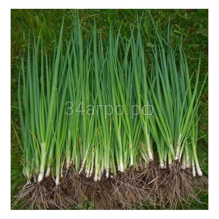 Лук батун Лонг Токио 10гр.