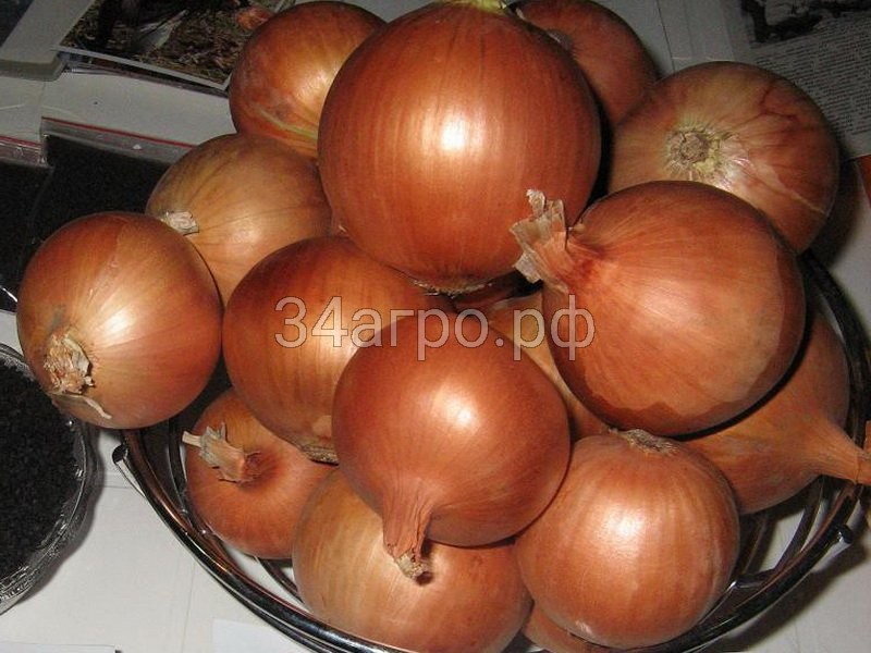 Лук Халцедон 500 гр.