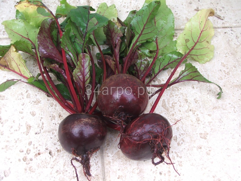 Свекла Мулатка 100г