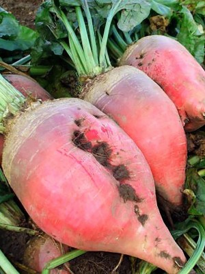 Свекла Полусахарная розовая 50 гр.