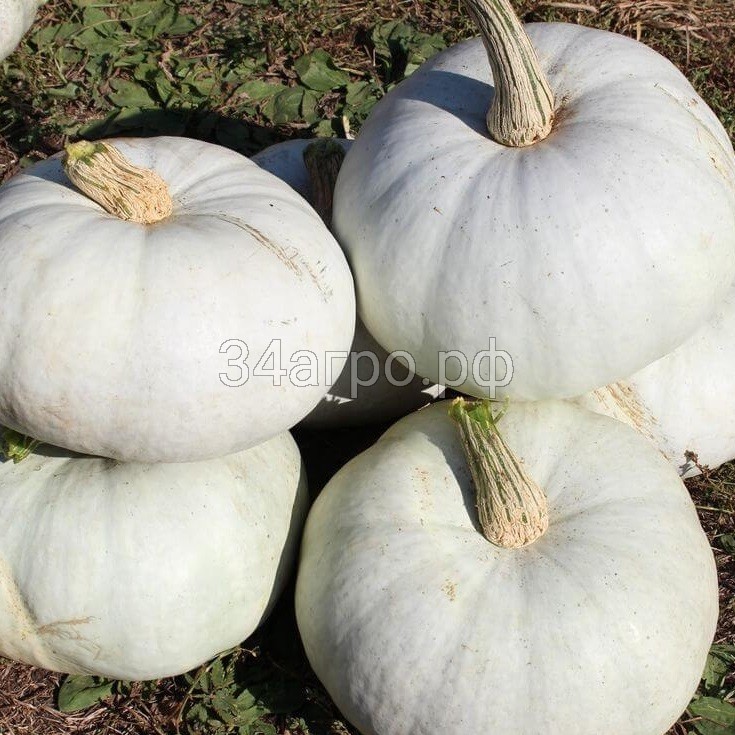 Тыква Крошка 20 гр.