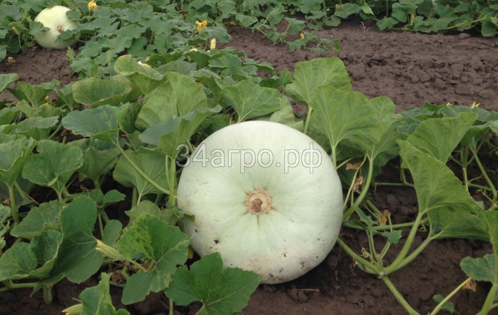 Тыква Волжская серая 92 20 гр.