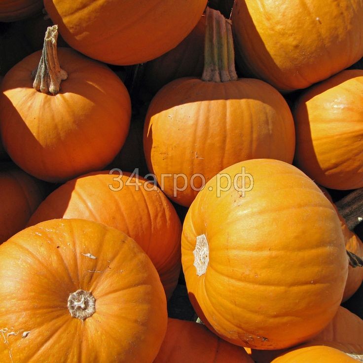 Тыква Шуга Бейби 500 г