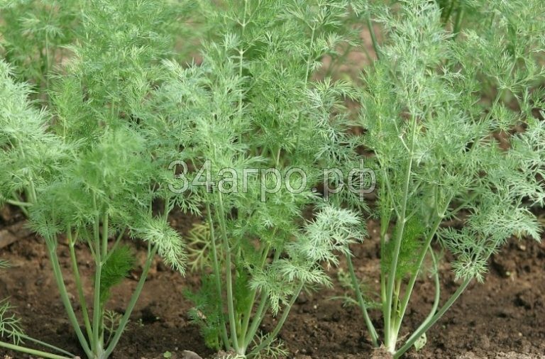 Укроп Кибрай 50 гр.