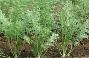 Укроп Кибрай 50 гр.