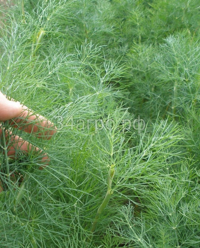 Укроп Грибовский 500 гр.